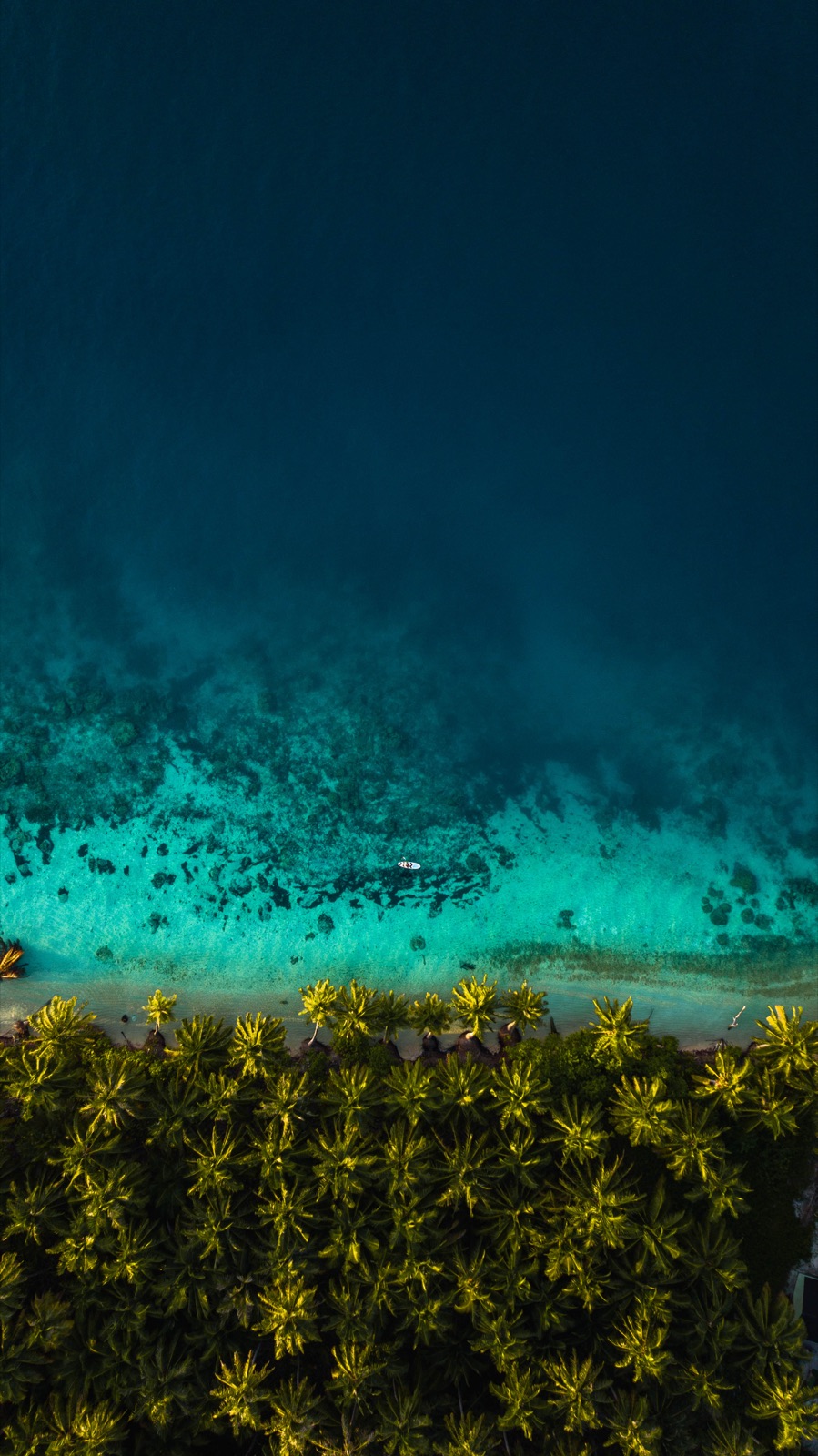 Aerial view of a paddleboarder crossing turquoise reef shallows beside golden-lit palm trees