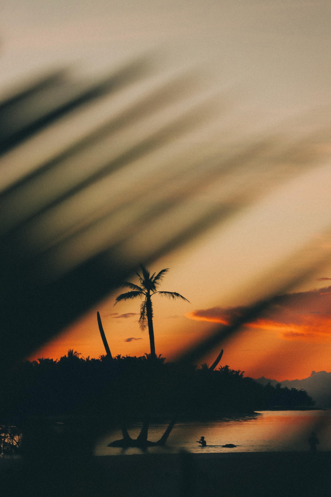 Sunset silhouette through a palm frond on the island