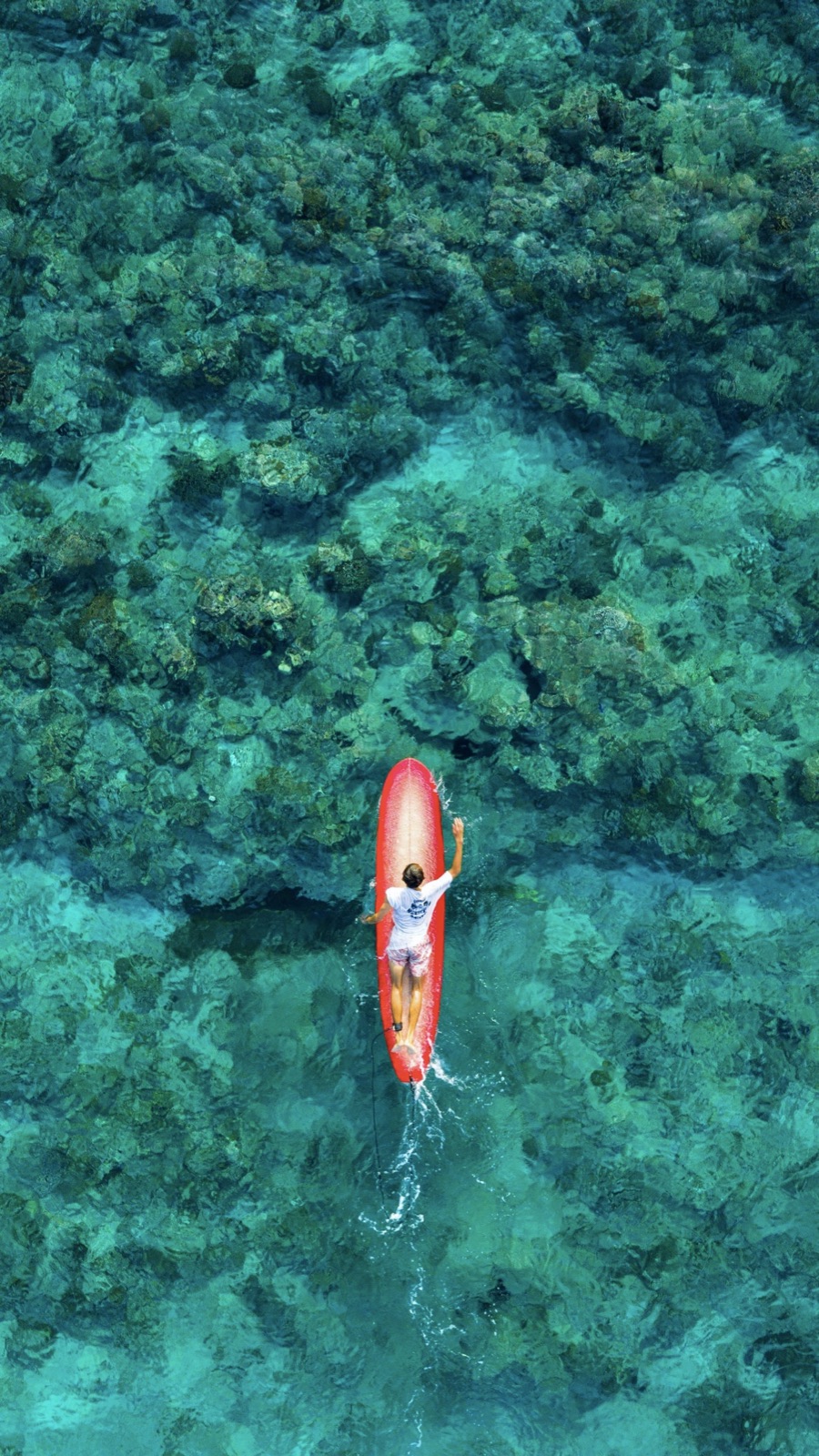 Aerial view of a surfer wading out with a longboard over a shallow reef break, Mentawai Islands
